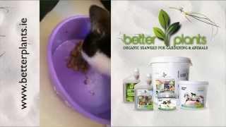 Better Pet Care   Better Pets Seaweed Diet Supplement