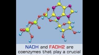 Function of NADH and FADH2