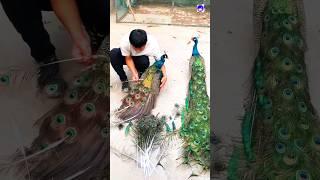 Peacock feathers collection #peacock #shortvideo #bdsports #bollywood #love #song