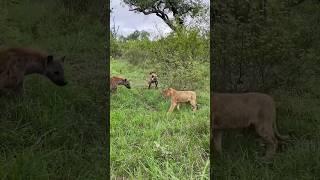 lion vs Hyena, wildlife photographer #animal #wildlife