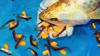 Amazing Arowana Fish Breeding from eggs to fish | Complete Arowana Fish Life Cycle Video