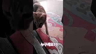 문 뒤에 숨어있던 냥이!^^   #pets #고양이 #호스텔#라오스