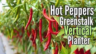 Growing Hot Peppers in a Greenstalk Vertical Planter!