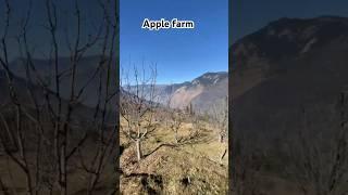 Apple farm winter treak #travel #friends #snow #mountains #trekking #apple