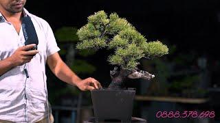 Thọ Bonsai - Số 120 ĐÃ BÁN - Phi Lao chuẩn Bonsai Nhật