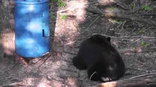 300 lb Bear taken with crossbow