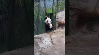 Bold Baby Panda vs. Shy Mama #panda #babypanda #pandacub #pandababy #cute #fyp #viral #pandalover