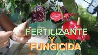 ANTURIOS con EXCELENTE FUNGICIDA y FERTILIZANTE NATURAL a base del HUESO O PEPA DE AGUACATE  🪴