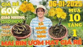 CHỊ PHƯƠNG Giao Lưu Mai Vàng Giá Rẻ 60K, Giảo Tân Châu, Giảo Tuấn Ngọc, Giảo Nhung • THÀNH TRỌNG LÊ