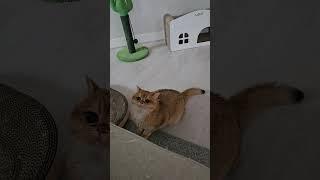 Full 동공ㅎㅎ 엄마 사냥 10초전 ㅋ#cat #브리티쉬숏헤어 #고양이 #cute #healing #pets #cutecat