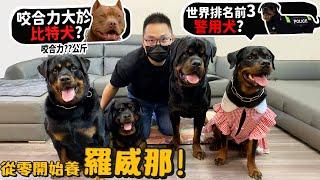 【從零開始養】羅威那!羅馬流浪犬的後代?咬合力比比特犬高!侵犯領土會受傷?公狗相見會打起來?世界排名第三警犬?智商高!【許伯簡芝】Rottweiler