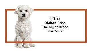 Everything you need to know about Bichon Frise puppies! (2019)