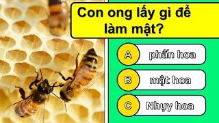 35 câu hỏi kiến thức tổng quát - Câu đố vui dân gian Việt Nam