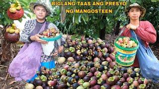 LAST PITAS NG MANGOSTEEN NEXT YEAR NA ULIT ANG BUNGA