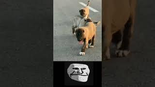 Most Aggressive Turkish Kangal dog transformation  #shorts #jaishreeram (2m+) view