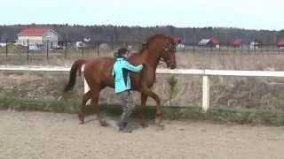 Галоп в руках/Canter in-hand first steps