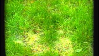 Yardman TV