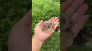 Have you ever seen such a big snail？