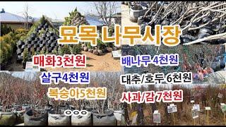 묘목가격 알려드려요, 매화나무 3,000원, 살구나무 4,000원, 복숭아나무 5,000원 영천나무시장에 다녀왔습니다  전국의 묘목가격을 결정하는 옥천이원묘목영농조합법인의 묘목가격