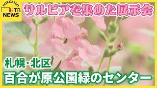 色彩豊か　観賞用として愛される花・サルビアを集めた展示会　百合が原公園緑のセンター