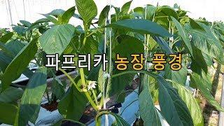 귀농 귀촌한 농부의 파프리카 스마트팜 농장 아침 풍경 (리즈팜)