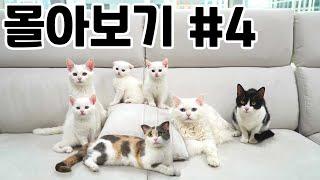 Catoutdoor Binge-Watching (ENG SUB)