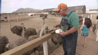 Ostrich Farm