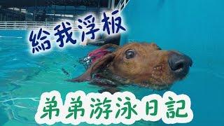 DOG SWIMMING 弟弟的游泳日記#1