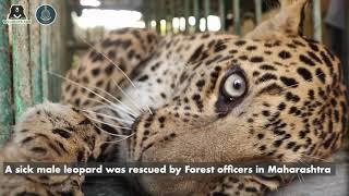 Sick Leopard Receives Treatment At Wildlife SOS