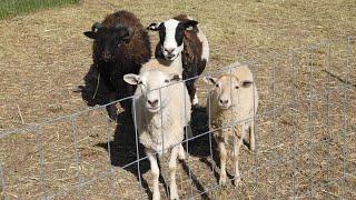 Drive-thru zoo opens at Skylands Stadium