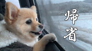 実家に帰れるのが嬉しくて愛犬がこうなりました…笑