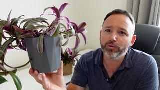 Tradescantia spathacea Care Guide - Species Spotlight - Sitara -Tricolor -  Moses in the Cradle