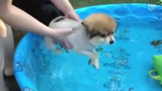 Funny dog over pool