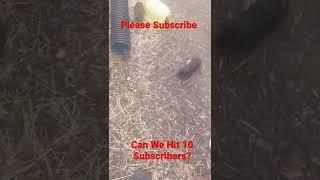 10 Subscribers?