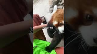 当饲养员故意不抱小熊猫小熊猫 萌宠出道计划 萌到爆炸了 可爱 小熊猫望仔