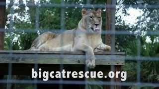 Big Cat Rescue - by Christina Coffee, Ray Valencia, and Suzanne Grage.