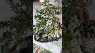 Giao Luu Linh Sam gep tieu cảnh cây duyen anh em nào ưng inbox em 0967128310 zalo