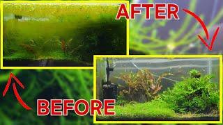 I Didn't Clean This Aquarium For Over SIX MONTHS! - Bob Moss Vlog #2