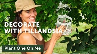 Decorating with TILLANDSIA (Air Plants) — Ep. 386