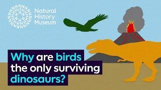 Why are birds the only surviving dinosaurs?