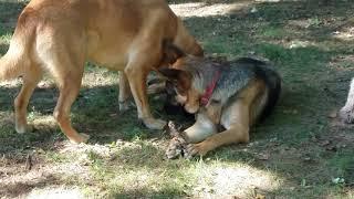 Resource Guarding Dog Behavior