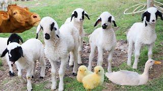 Learn to recognize animals, Goats, Cow sounds, Sheep, Ducks, cute animals, Embek