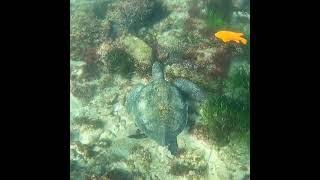 La Jolla Cove, San Diego, California, sea turtle, snorkeling, GoPro, #shorts