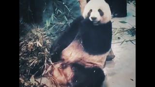 GIANT Panda Loves Eating Bamboo! 吃货熊猫！巨大なパンダは食べる竹を愛する！  [Furry Friends]