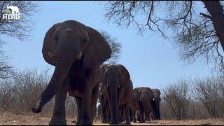 Powerful Elephant Strides and Family Swim Time 