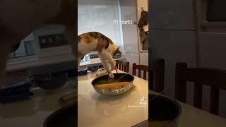 ️Sound On Watch me play Cat Claw Machine #londoncat #cat #catmeme #cutecat #funnycats