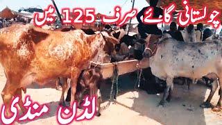 Pure Cholistani Sahiwal Cow Mandi | Luddan Cow Mandi || Mandi Star