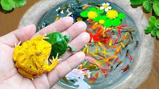 Catch Strange Colorful Frogs In Surprise Eggs, Metal Guppies, Glass Fish, Ranchu Fish, Pingpong Fish