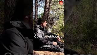 Moment of calm and peace in the middle of nature  | Hiking with dog #shorts #wolf #trevling #nature