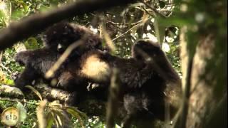 The Lemurs of Ranomafana National Park